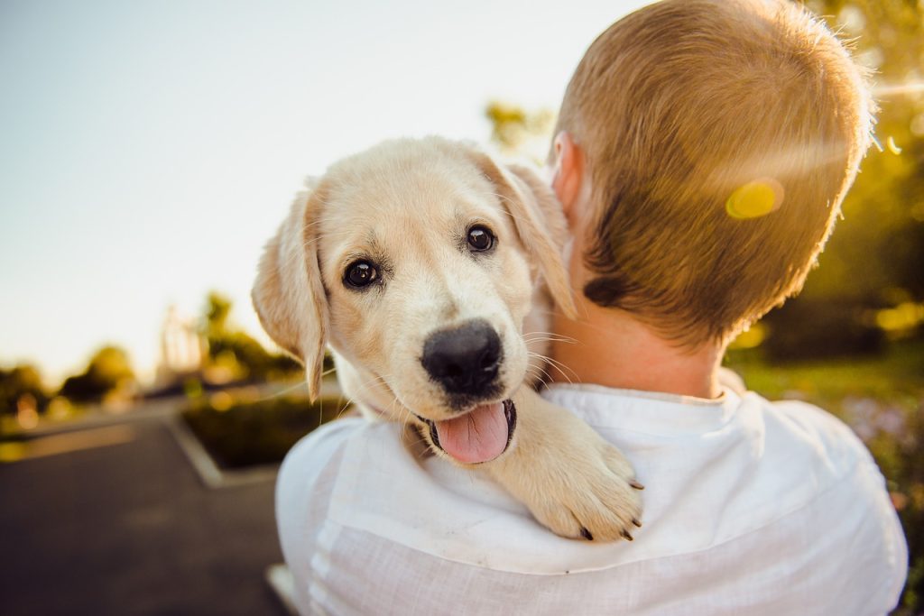 Online Puppy Cursussen: De Toekomst van Hondentraining